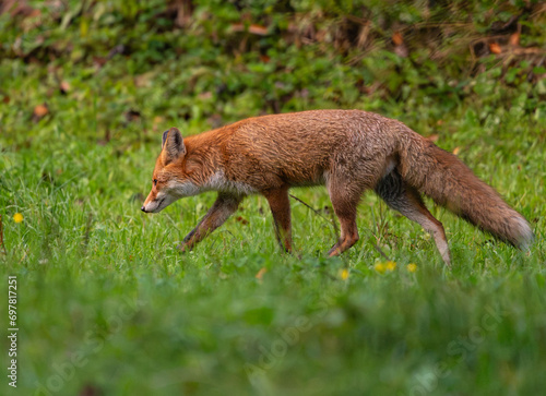 red fox in the wild © Matej