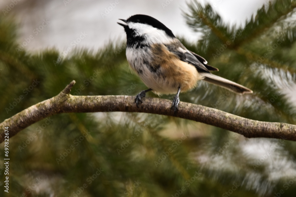 Naklejka premium La Plaine 24 Décembre 2023