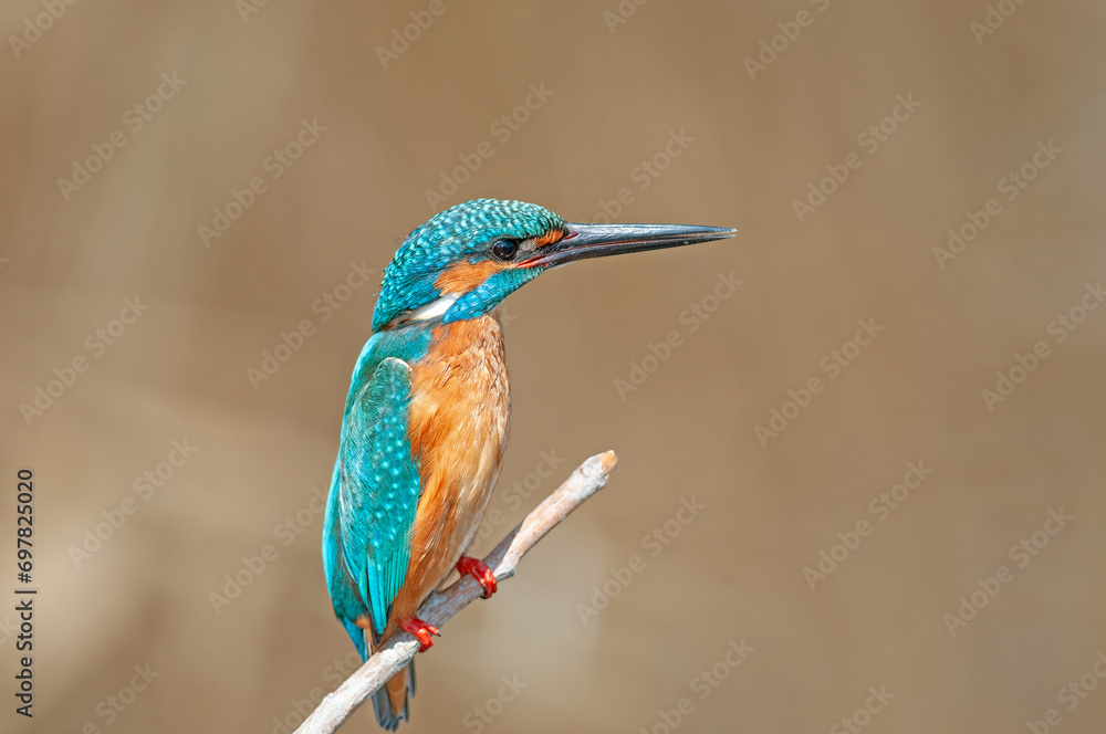 custom made wallpaper toronto digitalKingfisher, Alcedo atthis, hunting on a branch in the reeds.