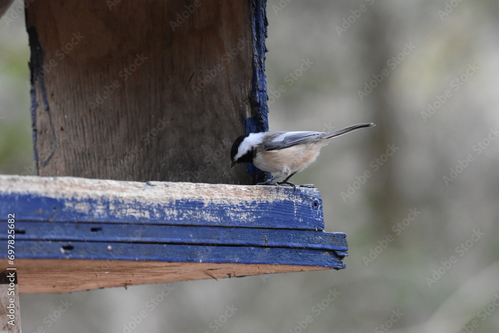Naklejka premium La Plaine 24 Décembre 2023