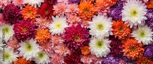 Botanical Elegance: Chrysanthemum Blossoms in Pink, Purple, and White | Perfect for Cultivated Beauty, Gift Ideas, and Horticultural Celebrations - Flower Background