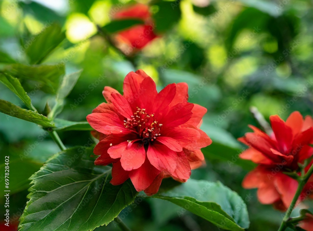 Red dahlia flower closeup Red dahlia flower closeup