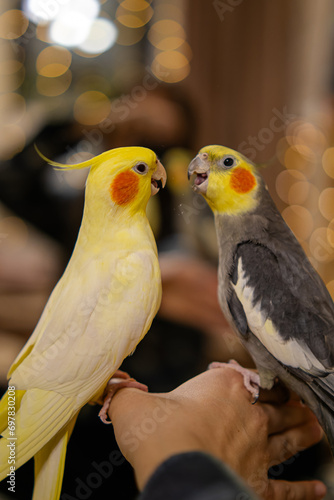 Beautiful photo of a bird.Funny parrot.Cockatiel parrot.
Home pet yellow bird.Beautiful feathers.Cute cockatiel.Home pet parrot.A bird with a crest.Natural color.Birdie.The parrot looks in the mirror.