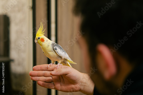 parrot sits on hand.Beautiful photo of a bird.Funny parrot.Cockatiel parrot.
Home pet yellow bird.Beautiful feathers.Cute cockatiel.Home pet parrot.A bird with a crest.Natural color.Birdie.hand bird