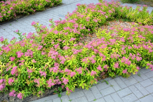 In the garden among the sidewalks Spiraea Japonica shrubs with nice leaves and small pink flowers photo