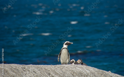 Penguins at the Bulders Beach colony near Cape Town, South Africa