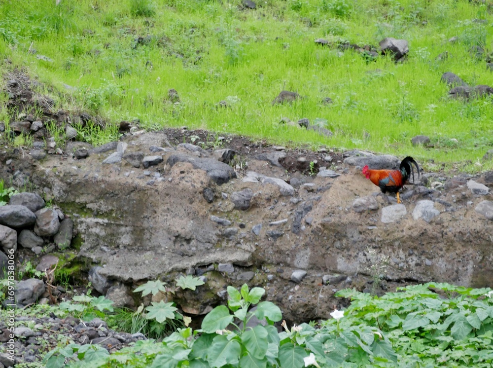 Hahn in der Schlucht auf La Palma Hahn in der Schlucht auf La Palma