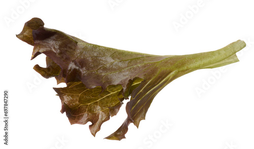 Leaf of red leaf lettuce on isolated background