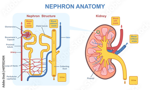 Kidney nephron anatomy. Medical diagram with structure of internal organs, tissues and cells. Functional unit of kidney and excretory system. Cartoon flat vector illustration isolated on background photo