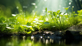 Macro Photography of Stream, Green Leaves, Flowers, and Sunlight in Spring