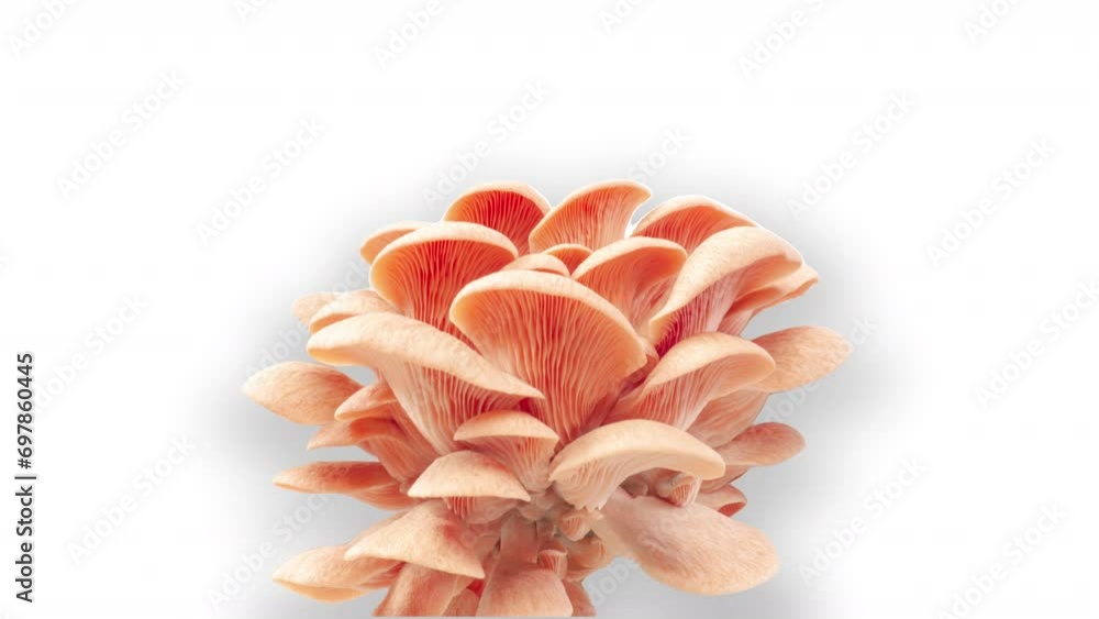 Time lapse of pink oyster mushrooms growing on a white background with alpha channel, 4k video Time lapse of pink oyster mushrooms growing on a white background with alpha channel, 4k video