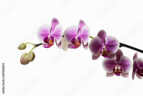 Branch of orchid on white background