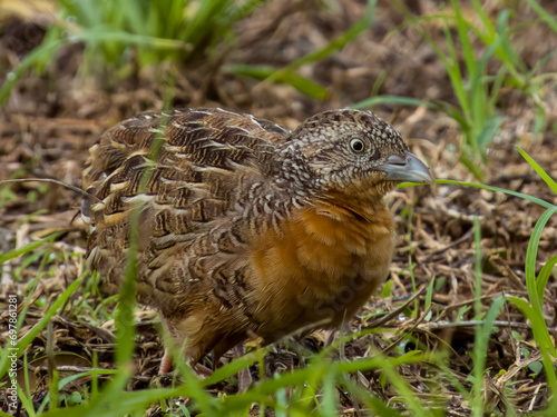 Red-chested Buttonquail in Queensland Australia photo