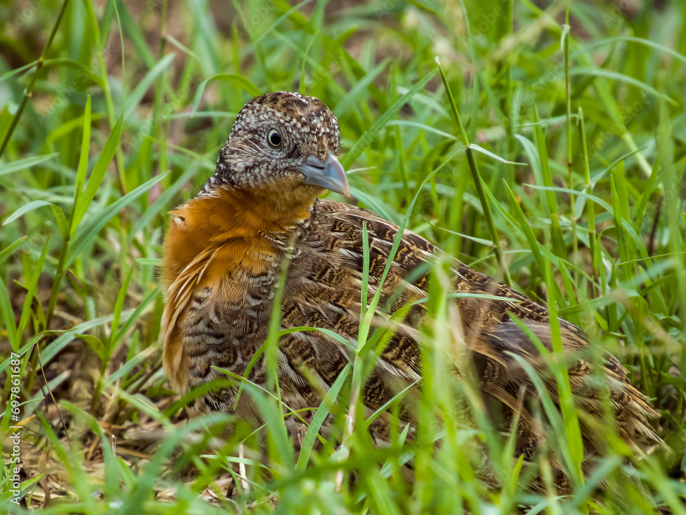 Red-chested Buttonquail in Queensland Australia Red-chested Buttonquail in Queensland Australia