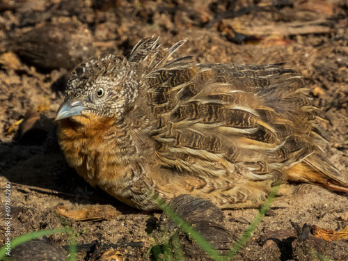 Red-chested Buttonquail in Queensland Australia photo