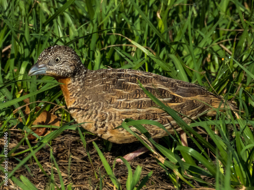 Red-chested Buttonquail in Queensland Australia