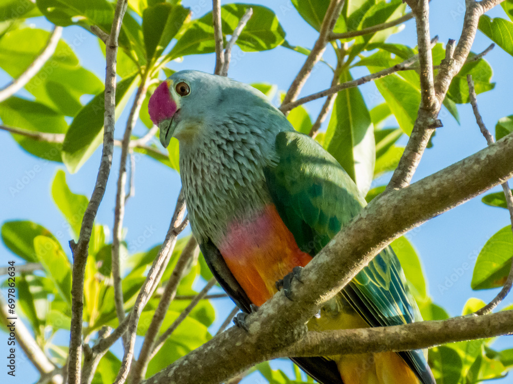 Rose-crowned Fruit-Dove in Queensland Australia Rose-crowned Fruit-Dove in Queensland Australia