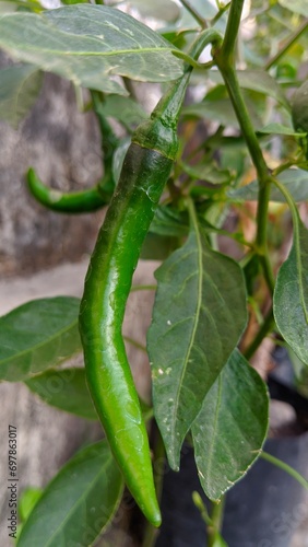Green chili