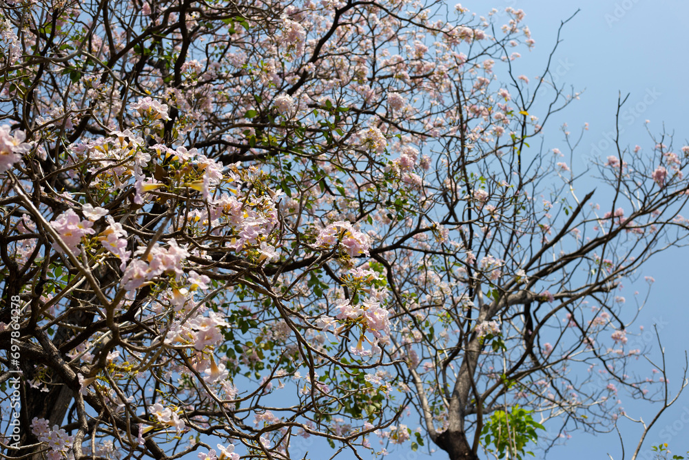 Trumpet Tree, Pink Poui, New World Trumpet, Rosy Trumpet Trumpet Tree, Pink Poui, New World Trumpet, Rosy Trumpet