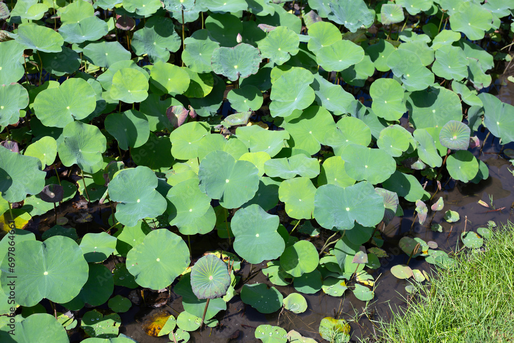 Beautiful green leaves of lotus flower in pond Beautiful green leaves of lotus flower in pond