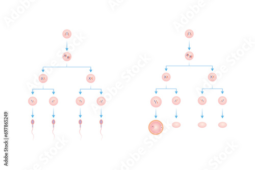Spermatogenesis and Oogenesis Process Scientific Design. Vector Illustration.	 photo