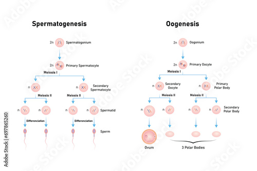 Spermatogenesis and Oogenesis Process Scientific Design. Vector Illustration.	