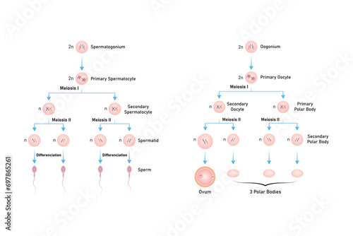 Spermatogenesis and Oogenesis Process Scientific Design. Vector Illustration.	 photo