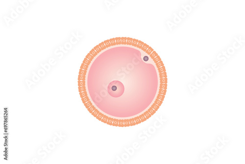 Ovum Structure Scientific Design. Vector Illustration.