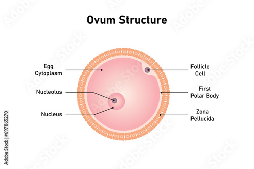 Ovum Structure Scientific Design. Vector Illustration.