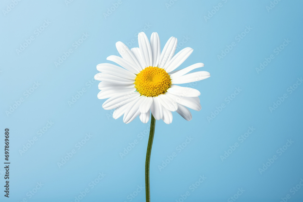 Blue chamomile summer flower plant yellow white spring daisy nature Blue chamomile summer flower plant yellow white spring daisy nature