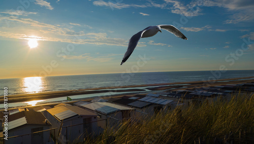 Seagull and Beach North Sea Coast Zandvoort Netherlands
