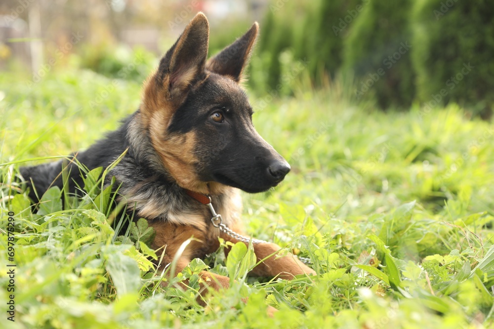 Cute German shepherd puppy on green grass outdoors, space for text Cute German shepherd puppy on green grass outdoors, space for text