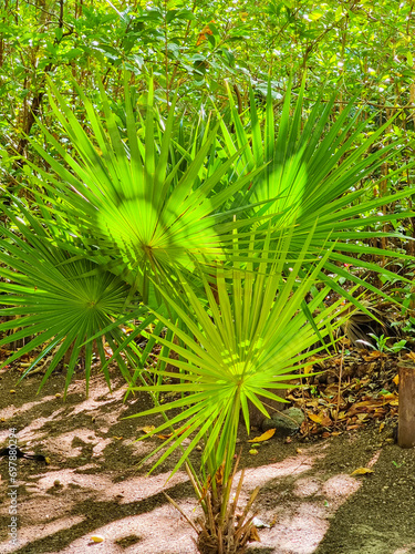 Mexico, Cancun, dwarf palm illuminated by the sun s rays