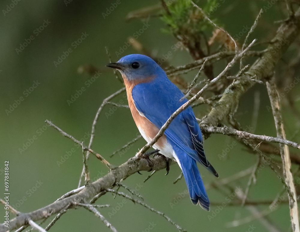 Male bluebird on a branch, bright blue Male bluebird on a branch, bright blue