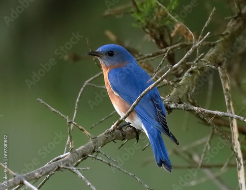 Male bluebird on a branch, bright blue
