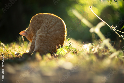 Cute ginger cat playing in the grass at sunset. Selective focus.