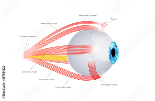Extraocular muscles anatomy