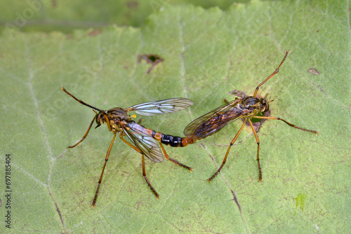 Wallpaper Mural 交尾するアシナガムシヒキ（北海道・層雲峡）
 Torontodigital.ca