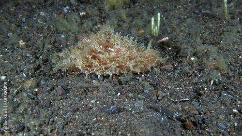 Wedge Sea Hare (Dolabella auricularia) 500 mm. ID: greenish-brown, covered with tubercles and skin flaps. Feeds on a variety of green and red alga, nocturnal. photo