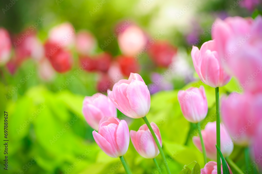 Obraz premium Closeup of pink Tulip flower under sunlight using as background natural plants landscape, ecology wallpaper cover page concept.