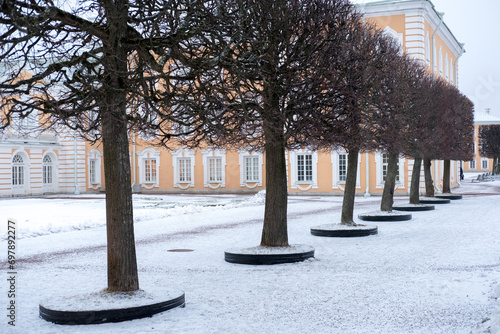Row of Trees at Peterhof Palace in St. Petersburg, Russia. In winter. photo