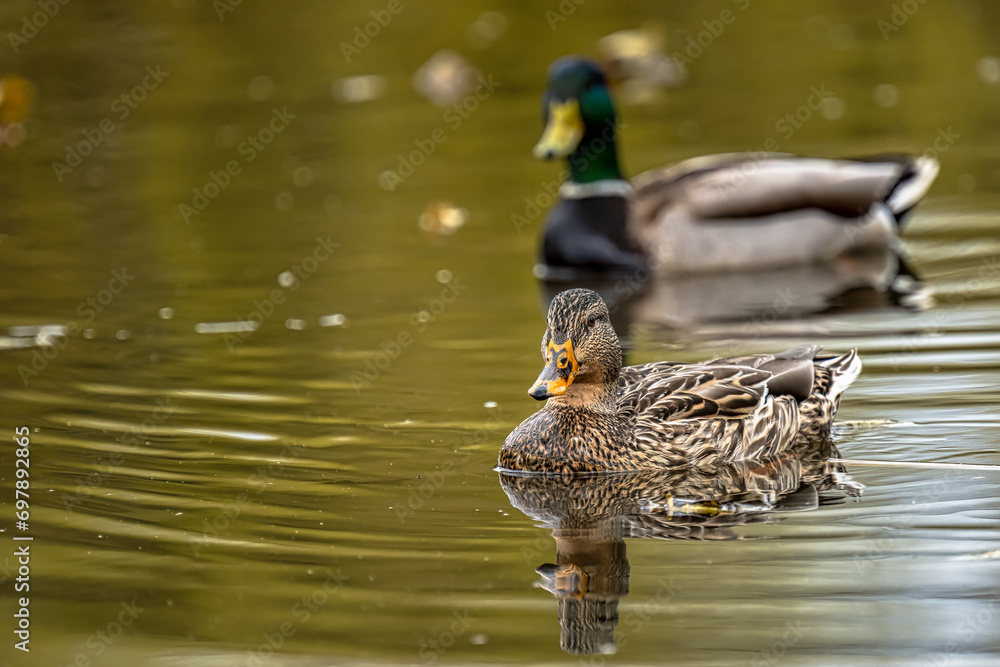 Fototapeta premium 2023-12-24 A FEMALE MALLARD DUCK SWIMMING IN FRONT OF A MALE MALLARD THAT IS BLURRED OUT AT A LOCAL LAKE NEAR MERCER ISLAND WASHINGTON