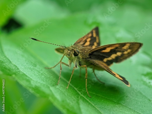Beautiful butterfly of potanthus omaha basking on a green leaf, Close up