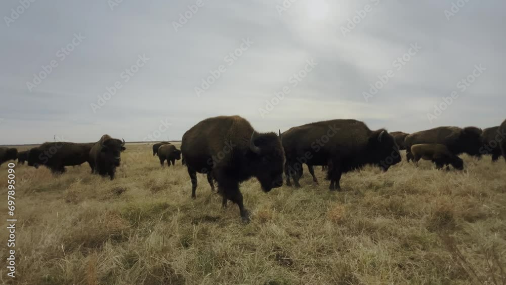 Cinematic clip of a herd of buffalos roaming freely in a field in Kansas Cinematic clip of a herd of buffalos roaming freely in a field in Kansas