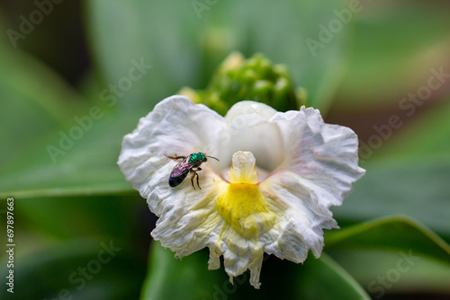 A cana-do-brejo é uma planta medicinal, também conhecida como canarana, cana-roxa ou cana-de-macaco. Flor branca e amarela aberta. photo