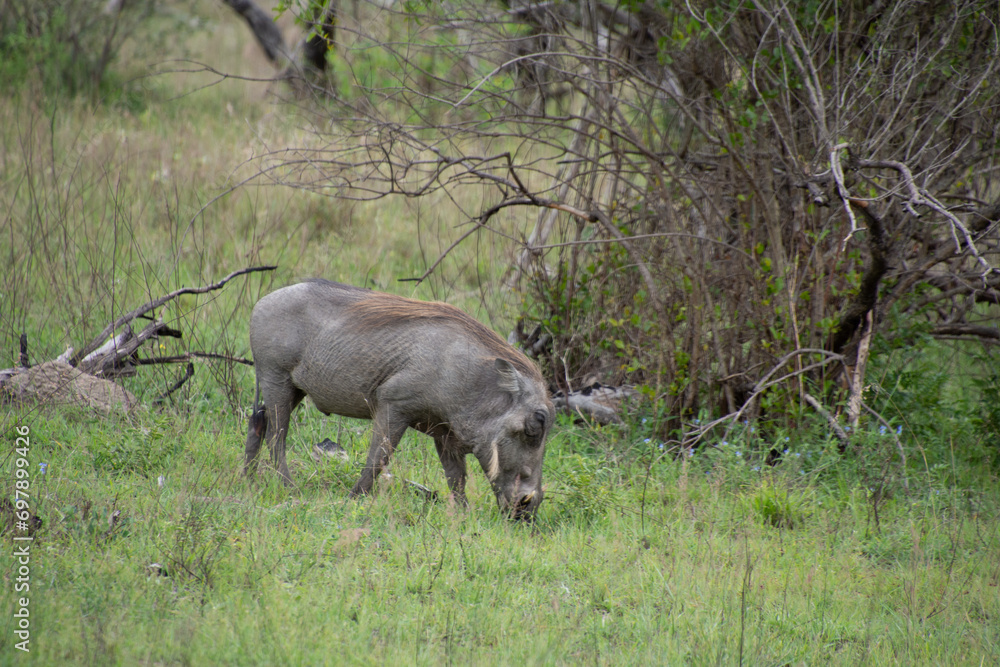 Specimen of warthog in its natural habitat in South Africa Specimen of warthog in its natural habitat in South Africa