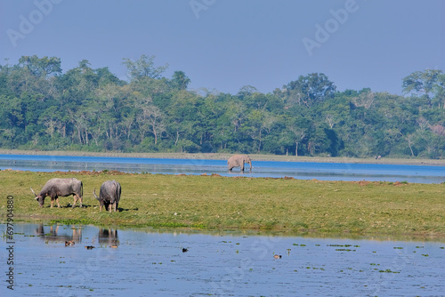 Biodiversity of Kaziranga