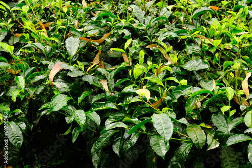 Wallpaper Mural A close up picture of tea leaves at plantation Torontodigital.ca