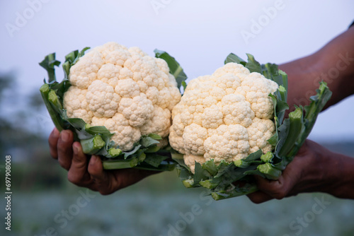 Farmer hand holding Fresh organic Tow Cauliflower with the blurry background