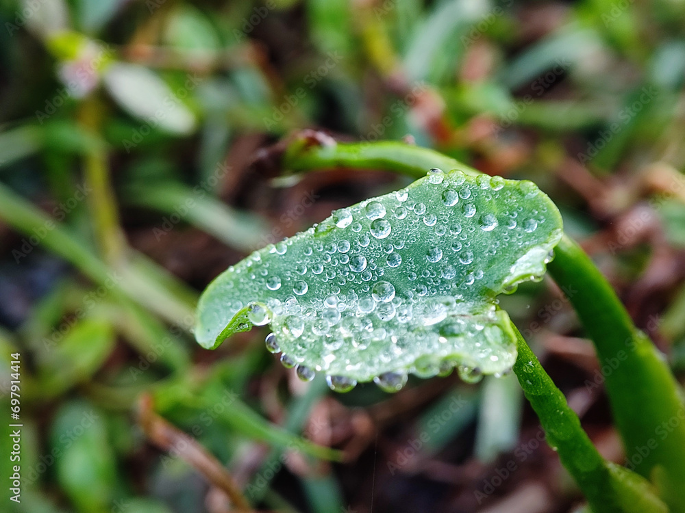 grass, water, dew, drop, nature, leaf, rain, plant, macro, wet, drops, spring, summer, blade, morning, droplet, close-up, flora, raindrop, garden, closeup, freshness, green, fresh, environment grass, water, dew, drop, nature, leaf, rain, plant, macro, wet, drops, spring, summer, blade, morning, droplet, close-up, flora, raindrop, garden, closeup, freshness, green, fresh, environment